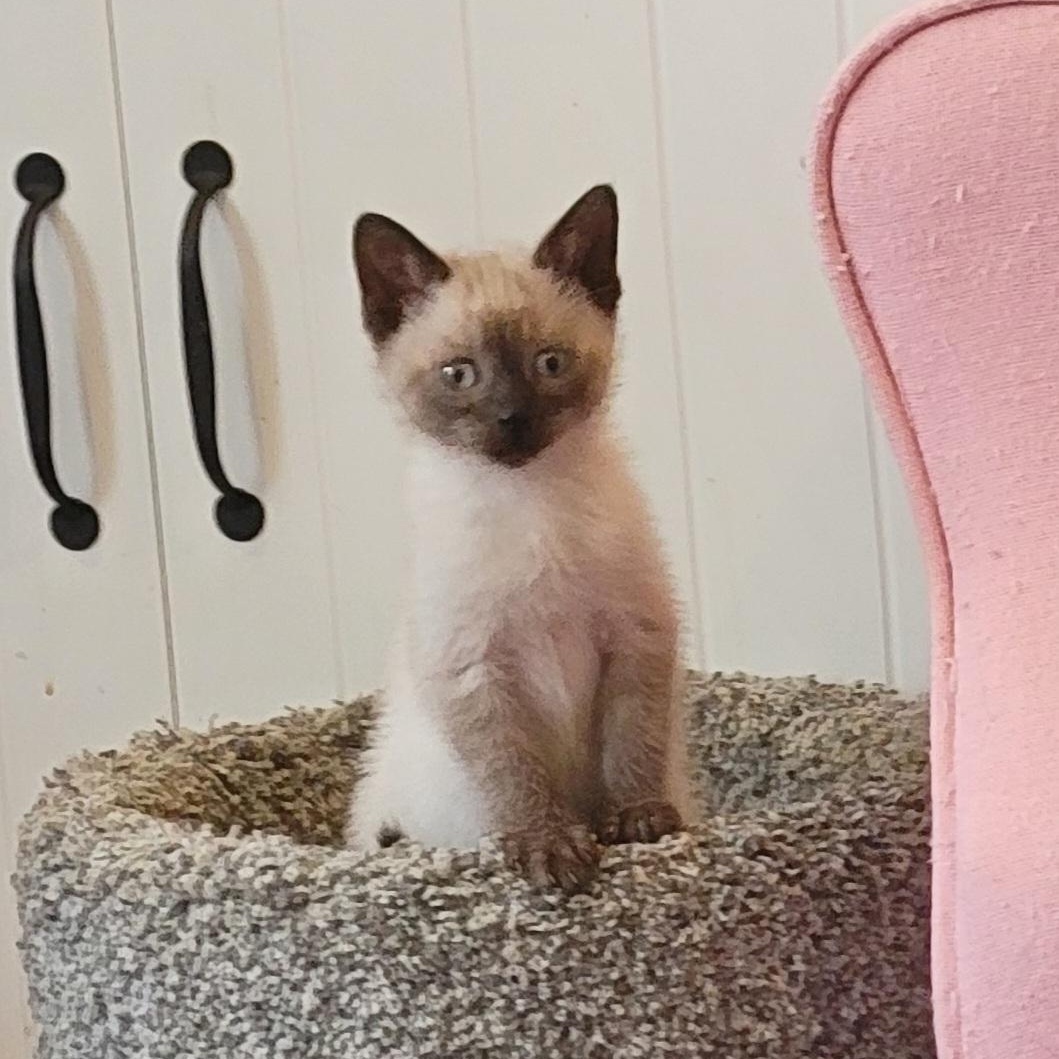 Carl Dean, a ADOPTABLE Siamese in Wyandotte, MI image 2/6