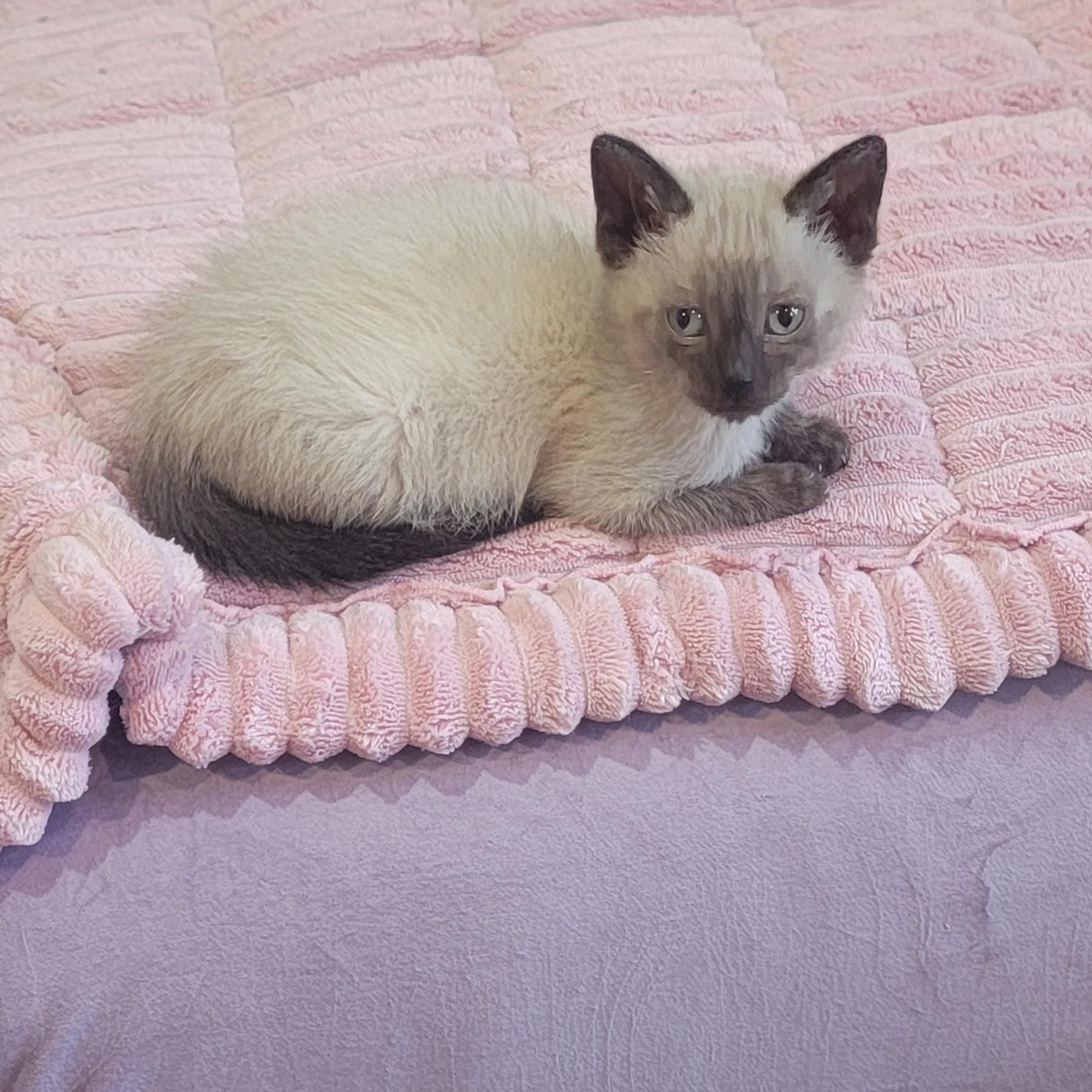 Carl Dean, a ADOPTABLE Siamese in Wyandotte, MI image 3/6