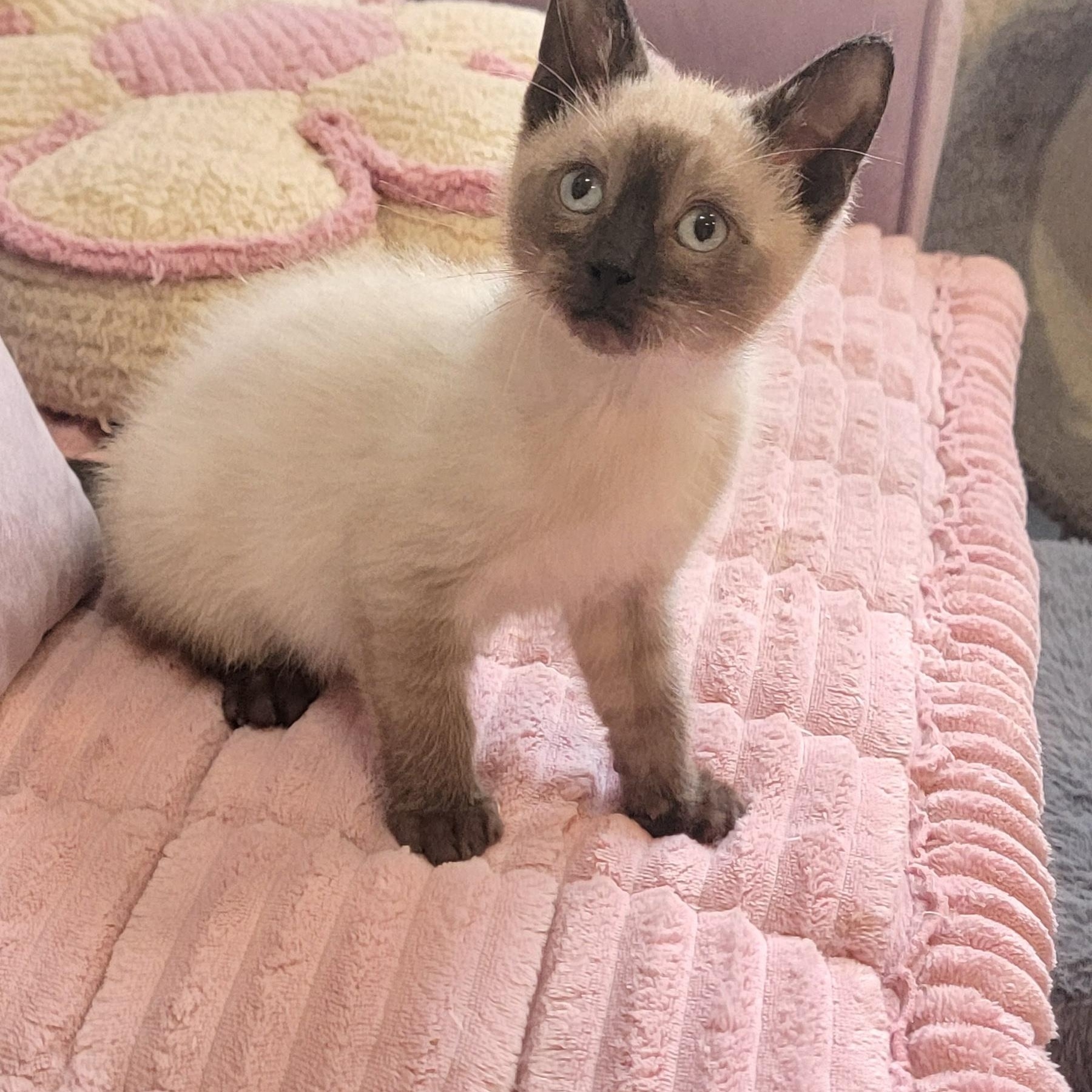 Carl Dean, a ADOPTABLE Siamese in Wyandotte, MI image 5/6