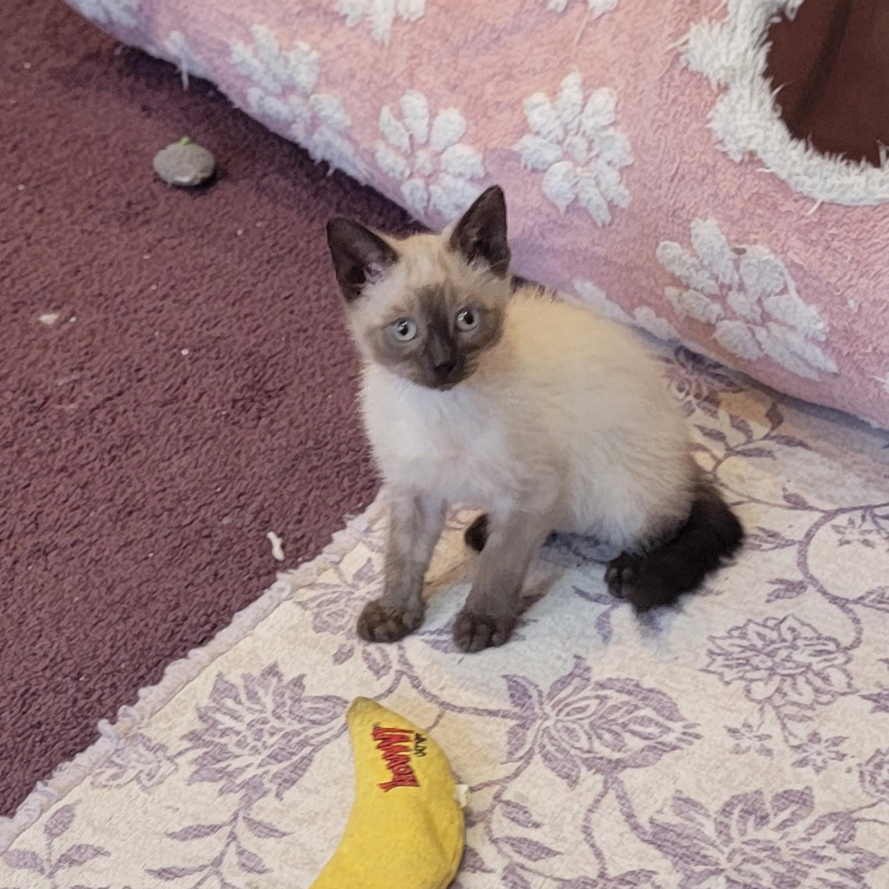 Carl Dean, a ADOPTABLE Siamese in Wyandotte, MI image 6/6