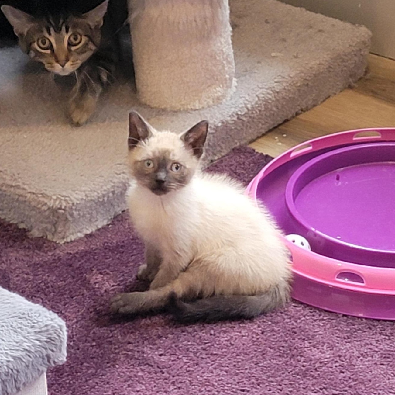 Carl Dean, ADOPTABLE, Kitten Male Siamese.