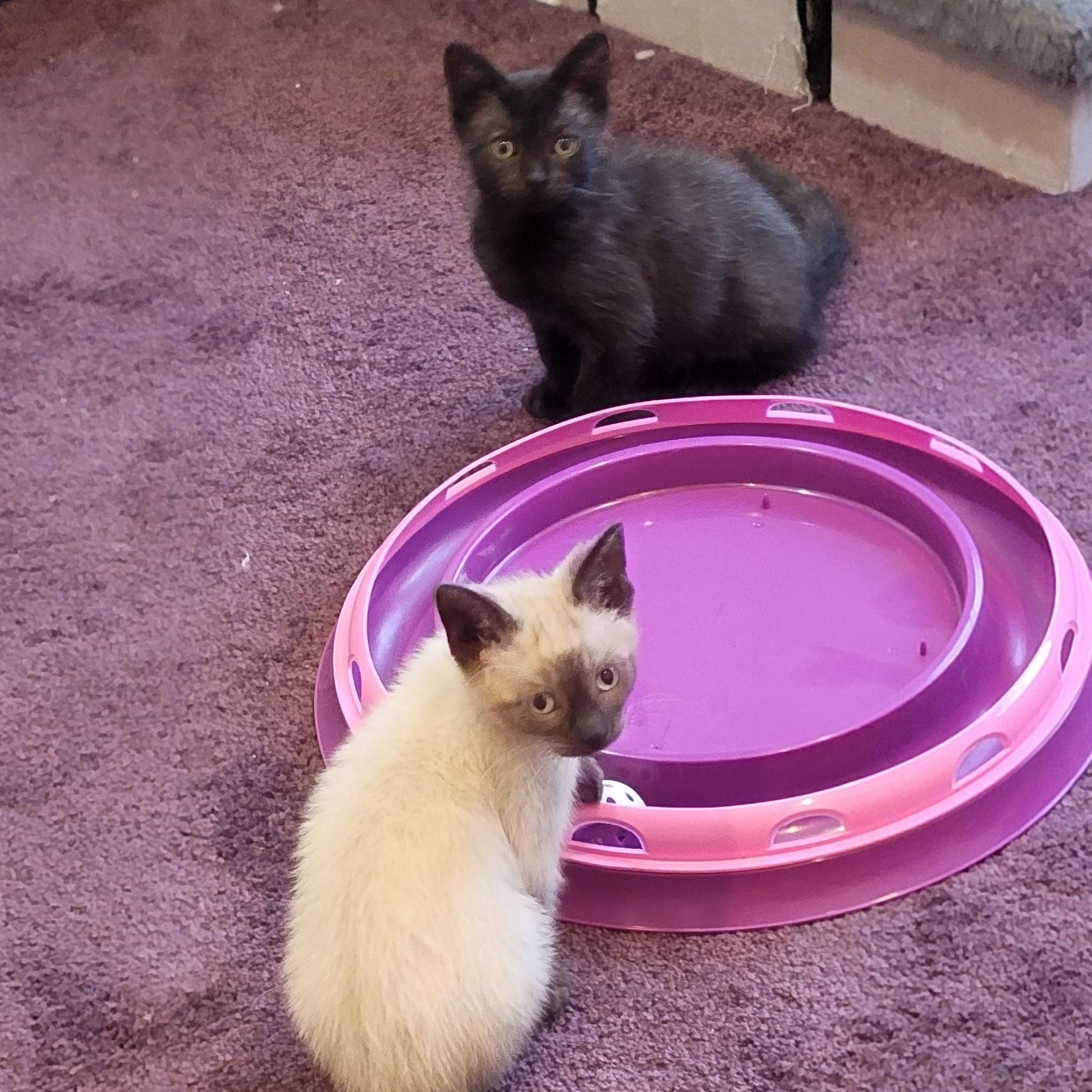 Carl Dean, a ADOPTABLE Siamese in Wyandotte, MI image 4/6