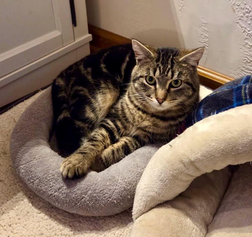 Biscuit, an adoptable Tabby in Seattle, WA image 2/4