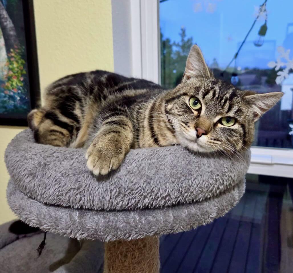 Biscuit, an adoptable Tabby in Seattle, WA image 1/4