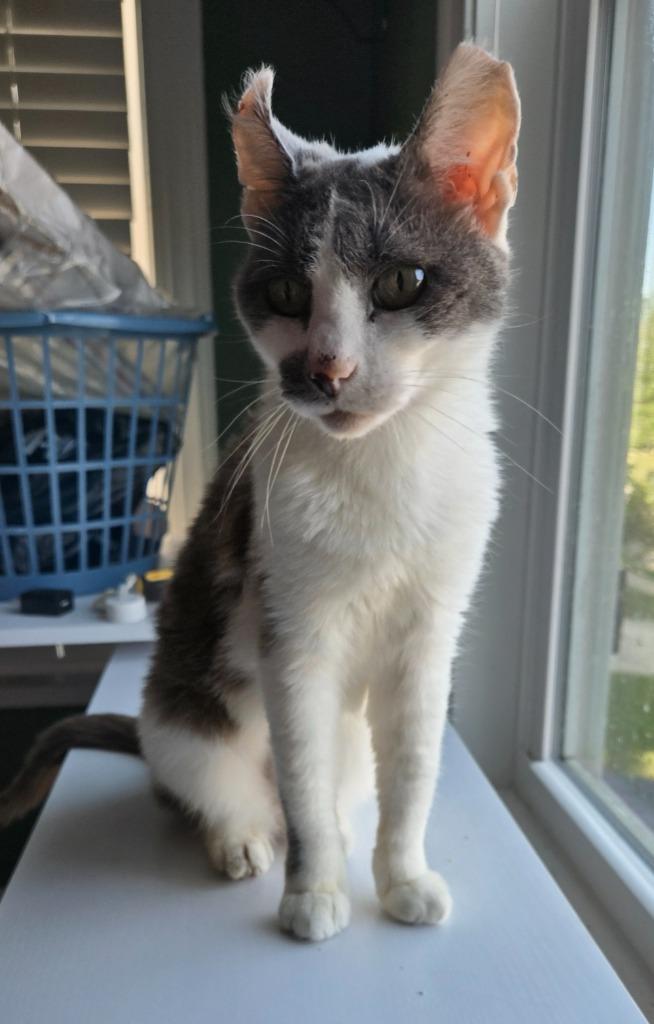 Zoey, Adoptable, Senior Female Domestic Short Hair.