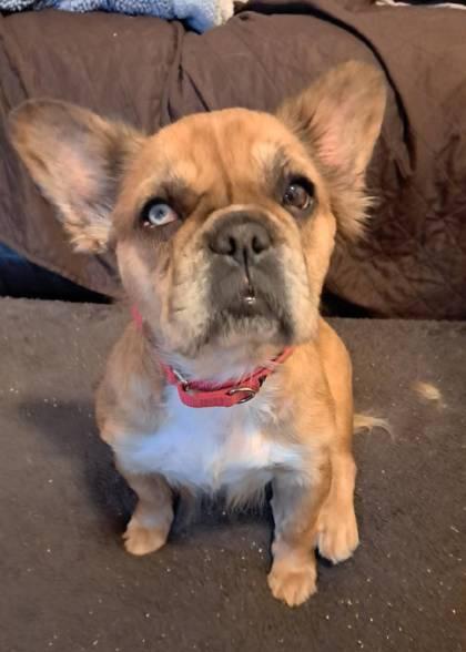 Enlarge Pandora, a Adoptable French Bulldog in Malvern, PA image 1/3