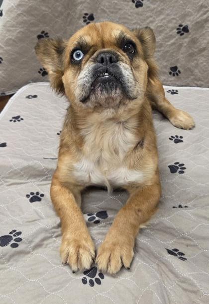 Enlarge Pandora, a Adoptable French Bulldog in Malvern, PA image 3/3