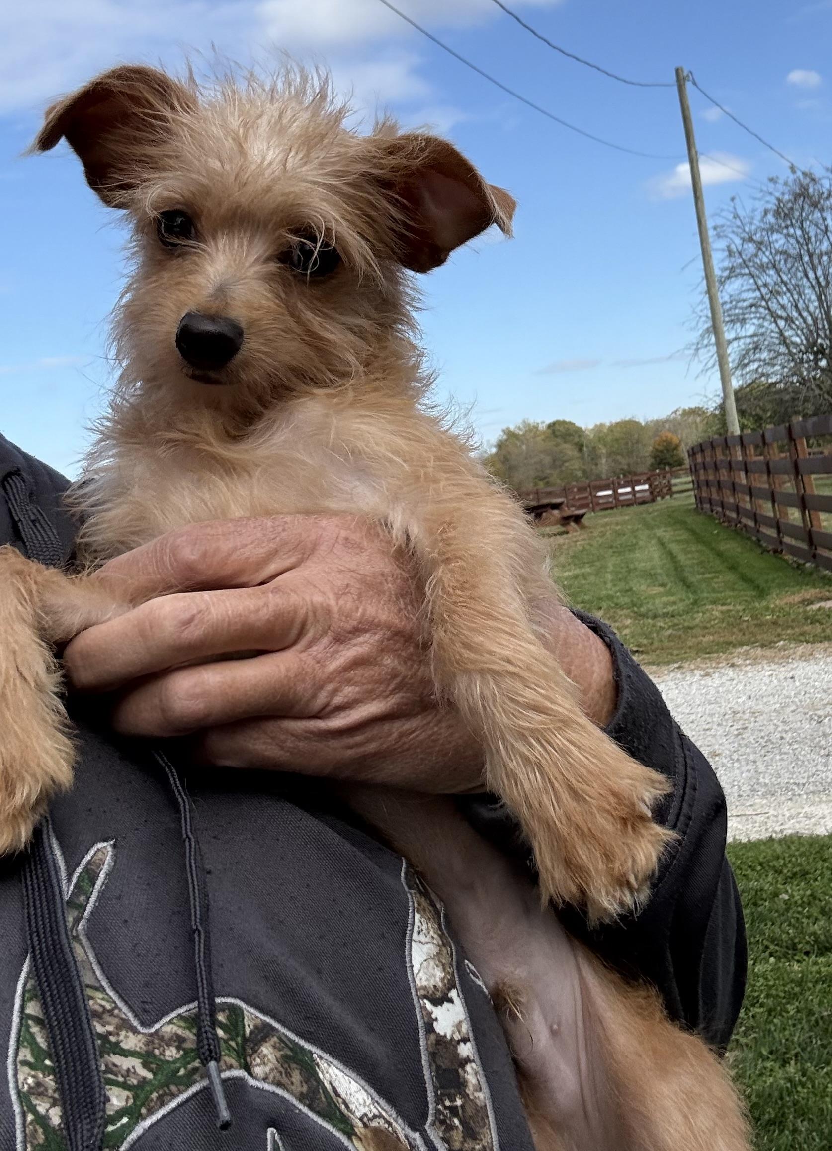 LARRIE, adopted, Young Male Yorkie Poo & Mixed Breed.