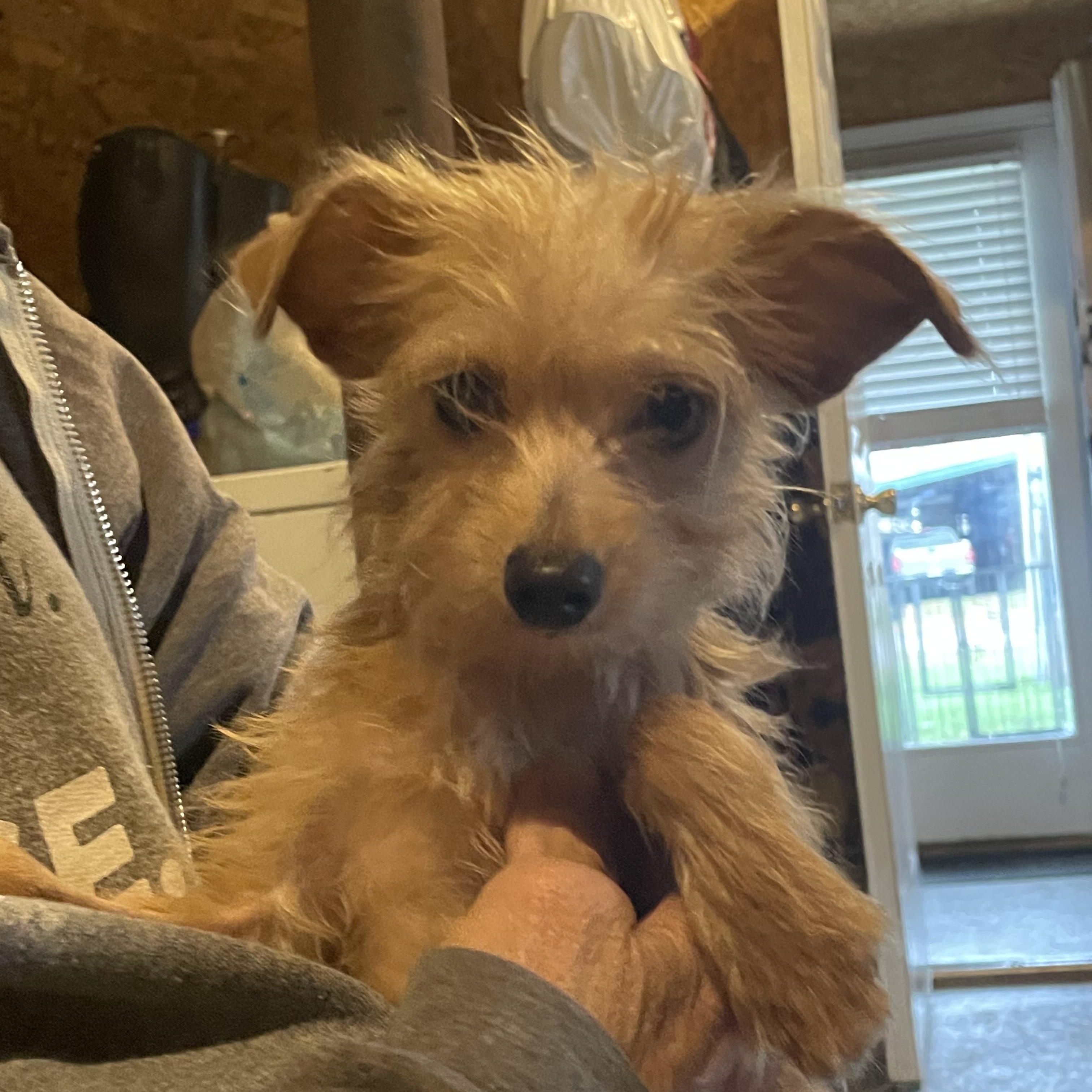 Enlarge LARRIE, an adopted mixed breed in Cincinnati, OH image 2/4