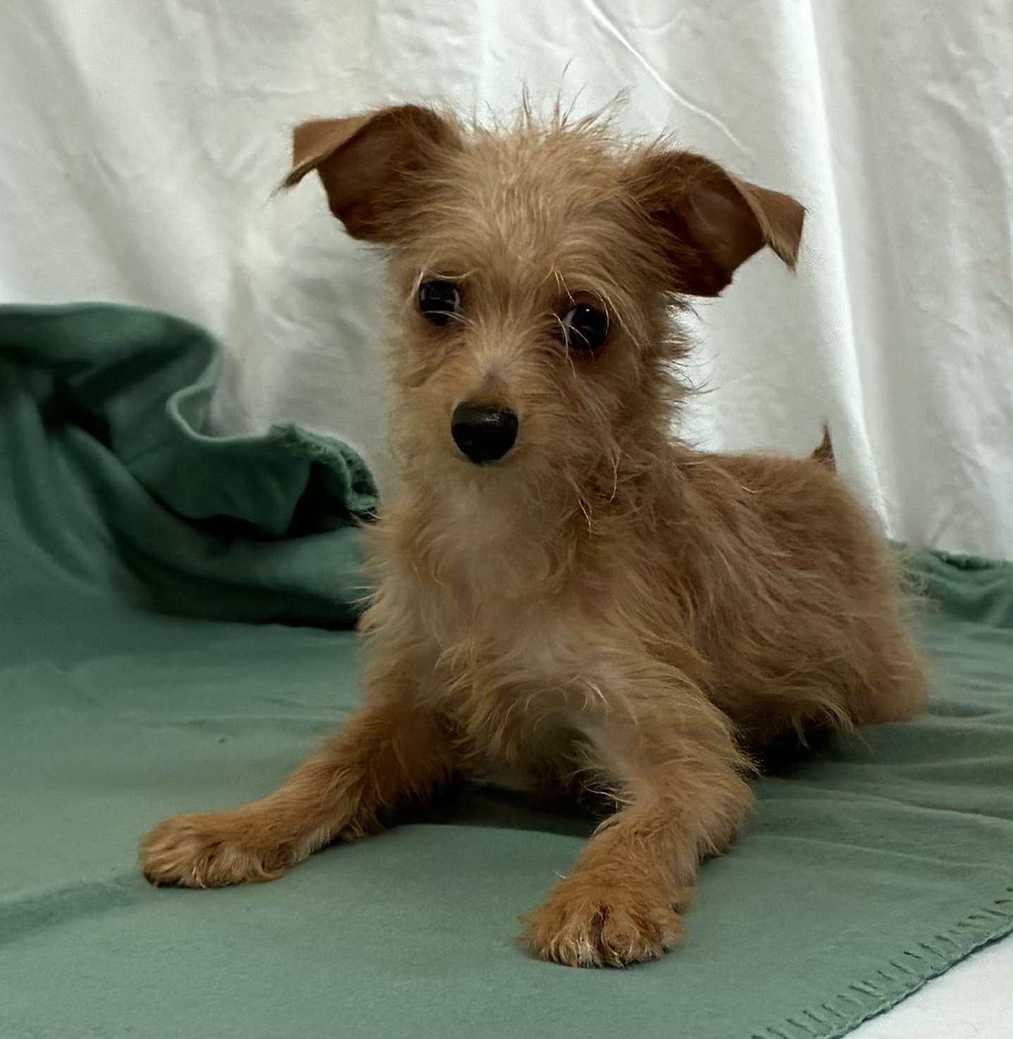 Enlarge LARRIE, an adopted mixed breed in Cincinnati, OH image 3/4