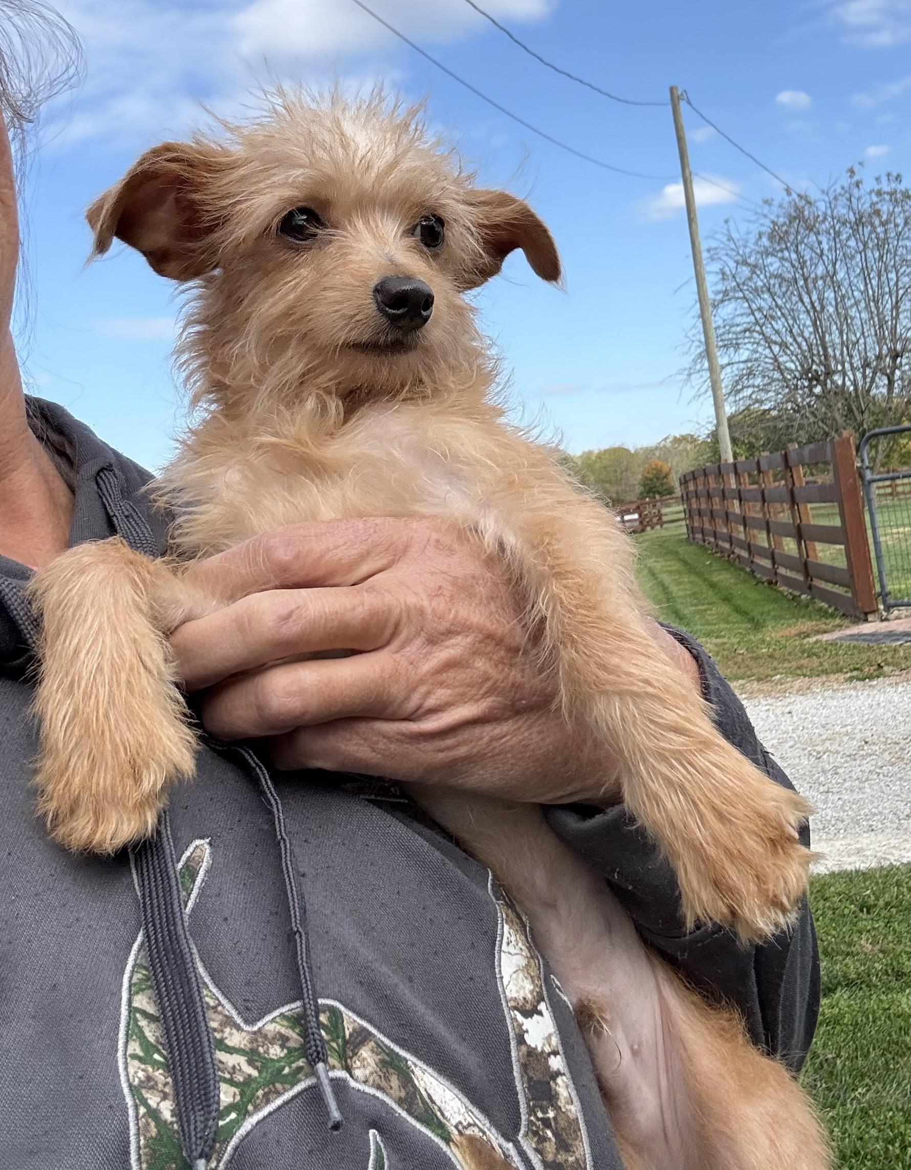 Enlarge LARRIE, an adopted mixed breed in Cincinnati, OH image 4/4