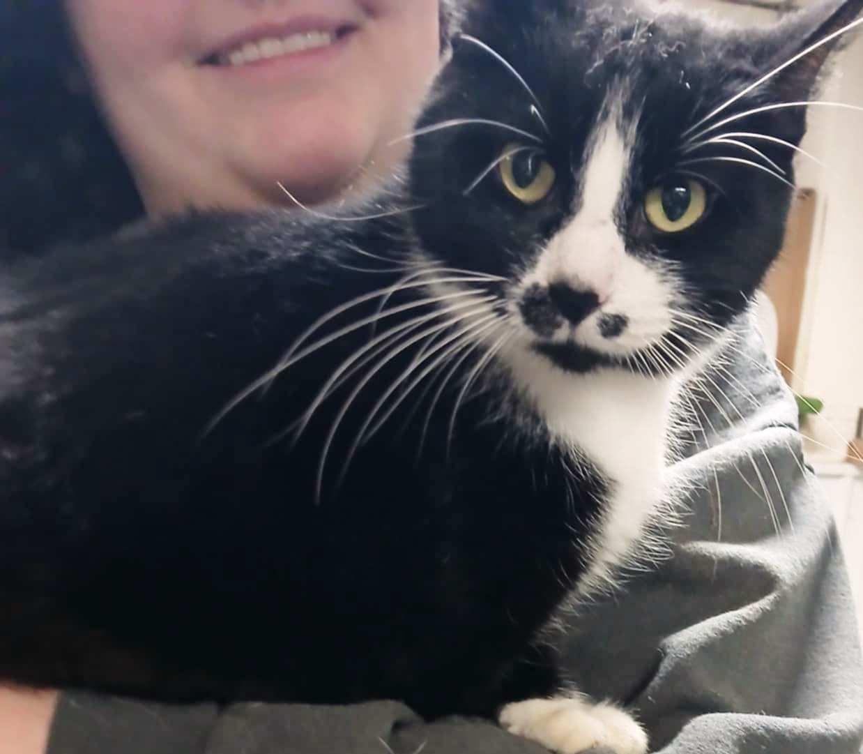 Jackie, Adoptable, Adult Female Domestic Short Hair.