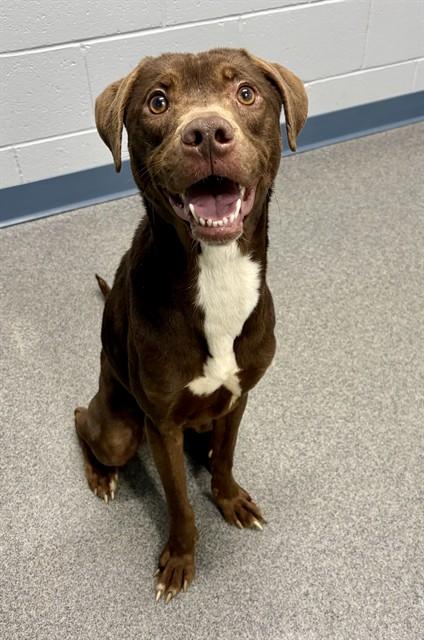 Enlarge SAGE, a Adoptable mixed breed in Kalamazoo, MI image 1/1