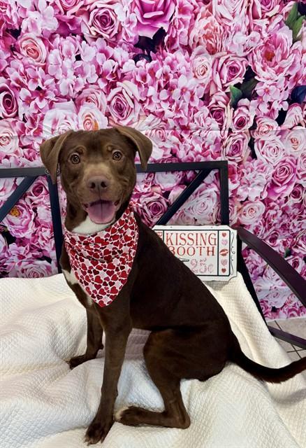 SAGE, Adoptable, Young Male Labrador Retriever & Mixed Breed.