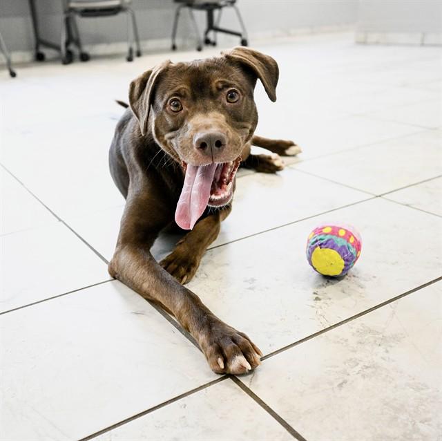 SAGE, Adoptable, Young Male Labrador Retriever & Mixed Breed.