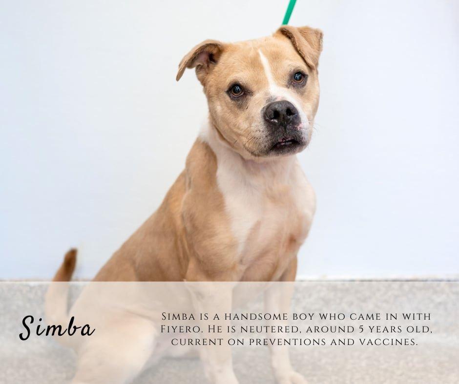 Simba, ADOPTABLE, Adult Male Pit Bull Terrier.