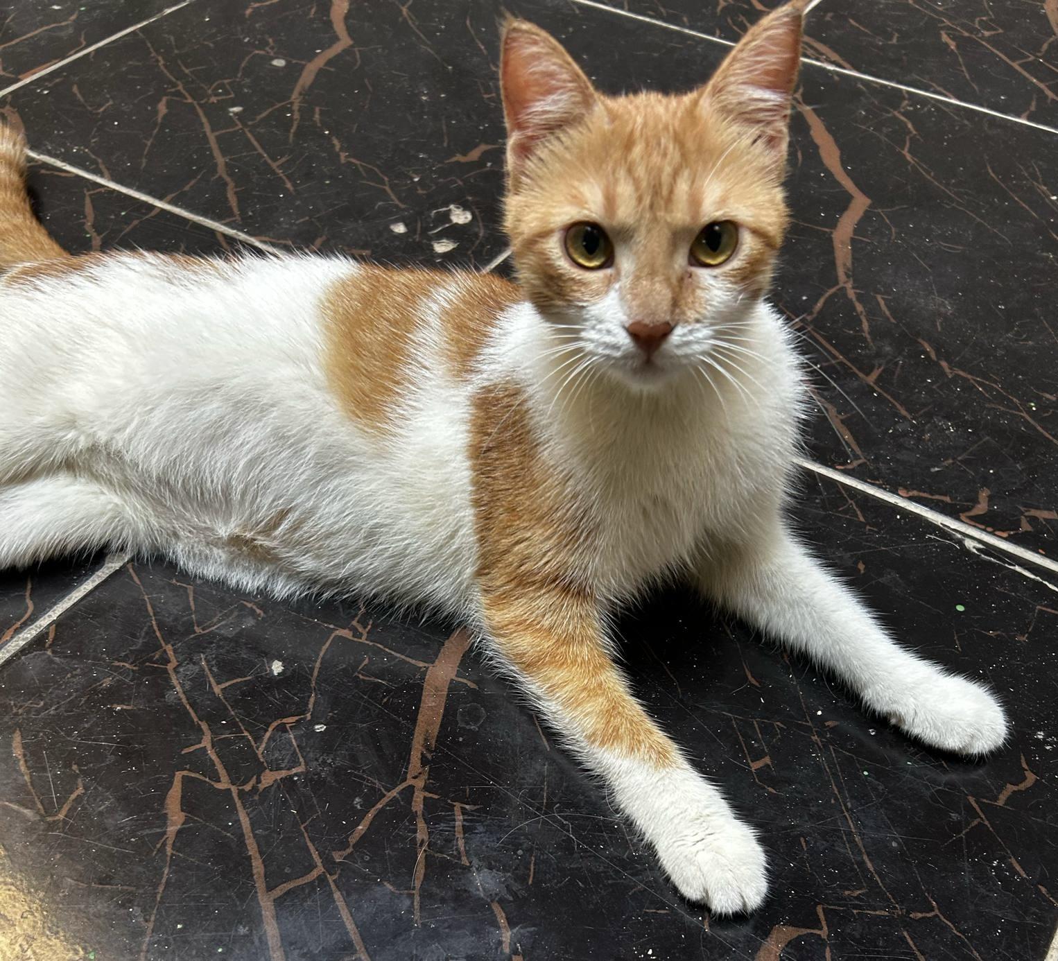 Moka, Adoptable, Young Female American Wirehair.