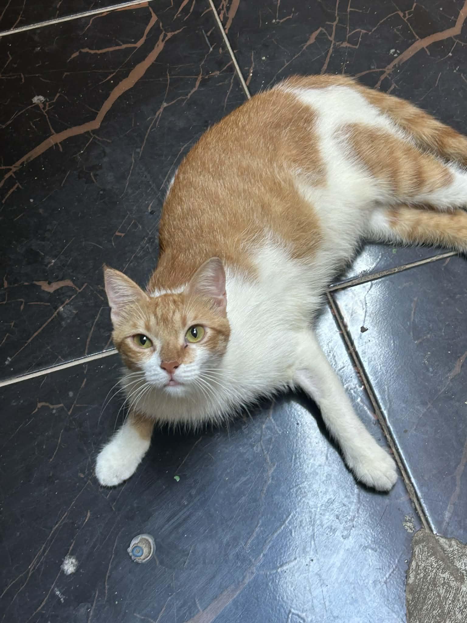 Enlarge Moka, a Adoptable American Wirehair in Brampton, ON image 6/6