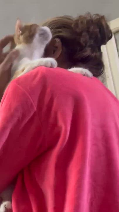 Enlarge Moka, a Adoptable American Wirehair in Brampton, ON video 4/6