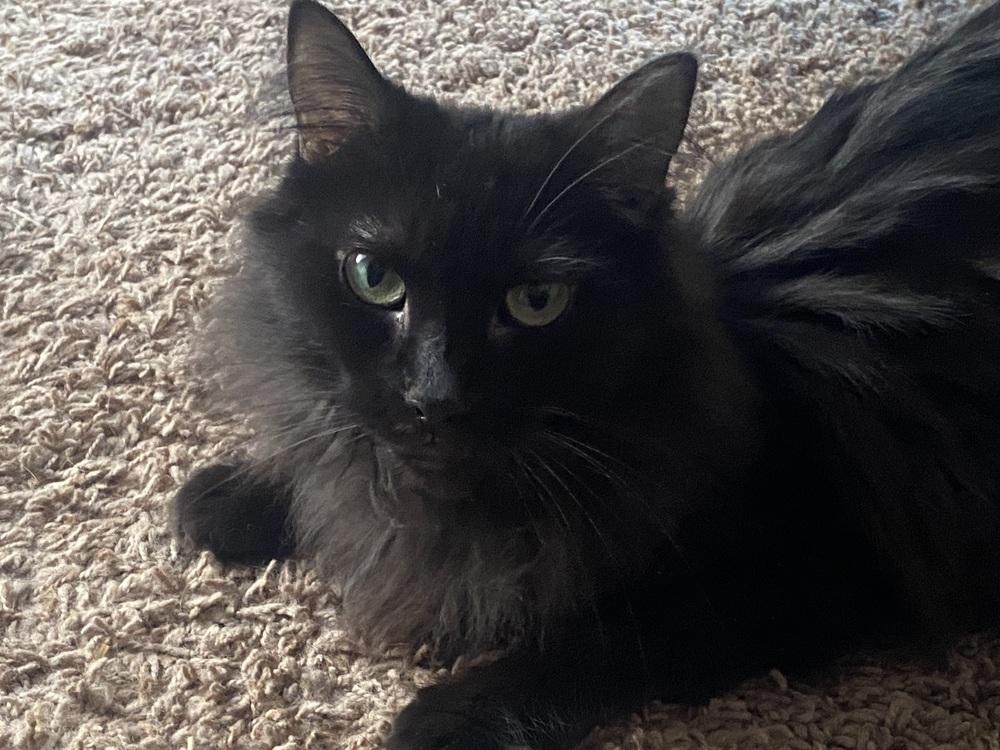 Taylor, Adoptable, Adult Female Domestic Long Hair.