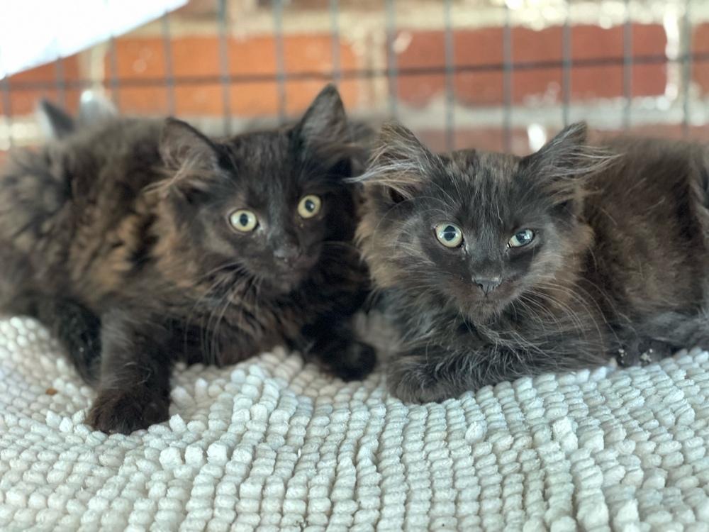 Taylor, Adoptable, Adult Female Domestic Long Hair.