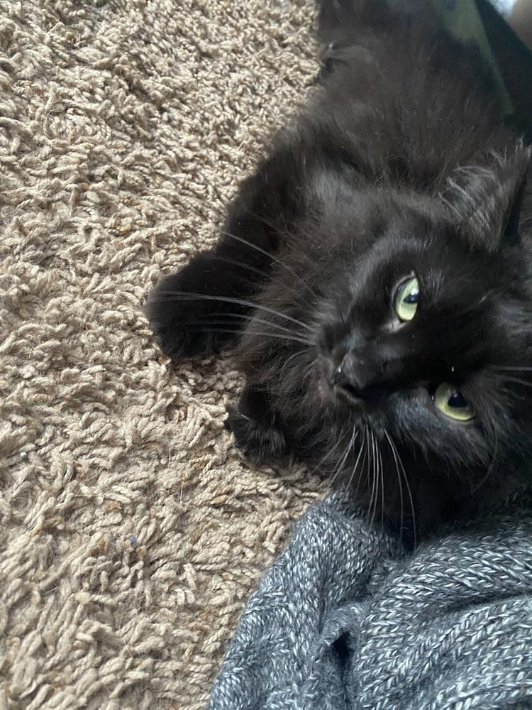 Enlarge Taylor, a Adoptable Domestic Long Hair in Clarksville, TN image 3/6