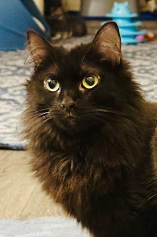 Enlarge Taylor, a Adoptable Domestic Long Hair in Clarksville, TN image 2/3