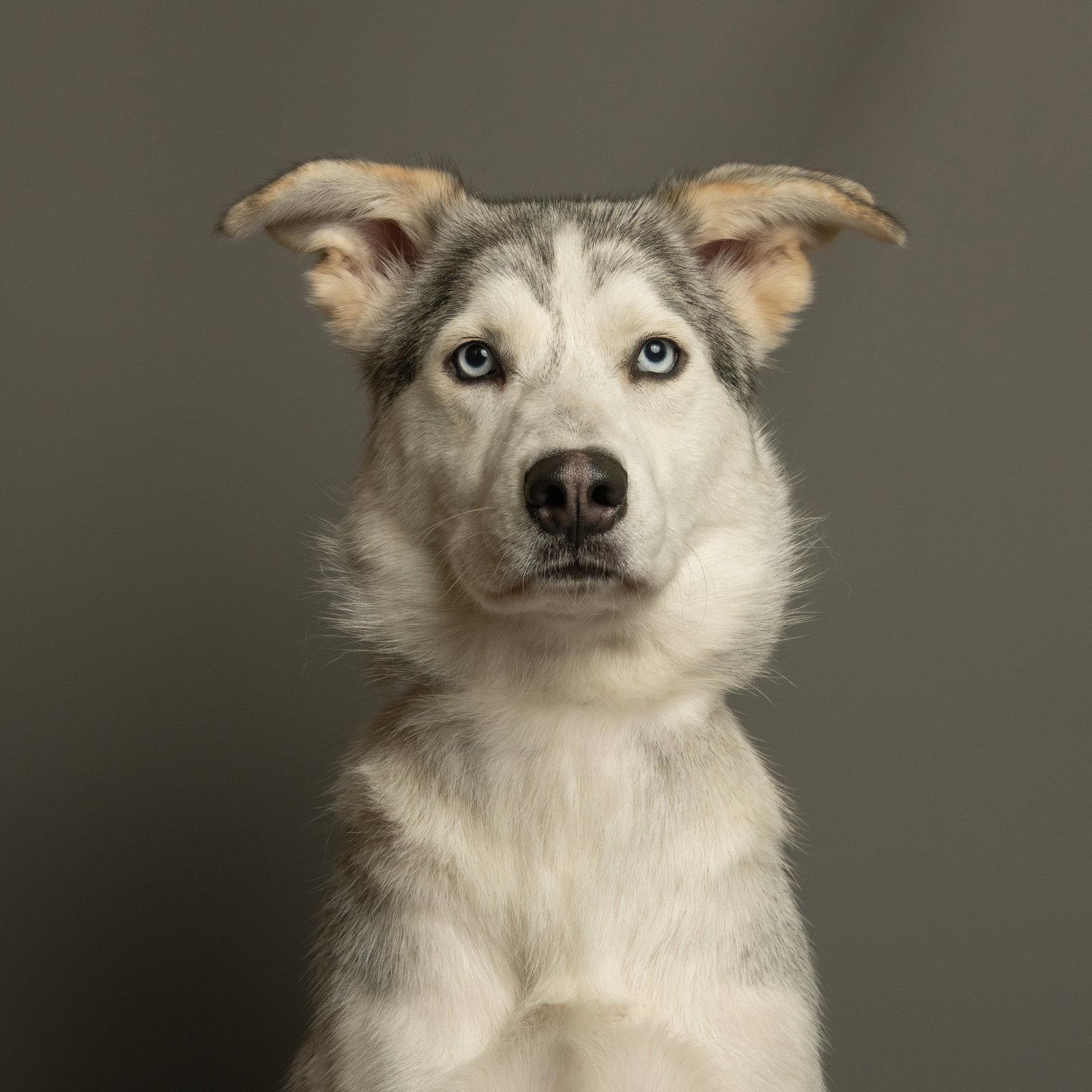 Enlarge Elsa, a Adopted Husky in Richardson, TX image 1/1