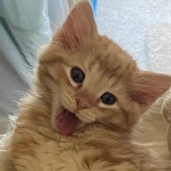 Kashi, an adopted Domestic Medium Hair in Eureka, CA image 4/6