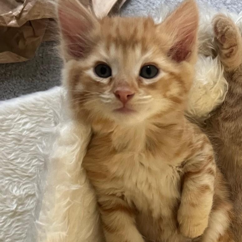 Kashi, an adopted Domestic Medium Hair in Eureka, CA image 1/6