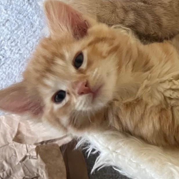 Kashi, an adopted Domestic Medium Hair in Eureka, CA image 3/6