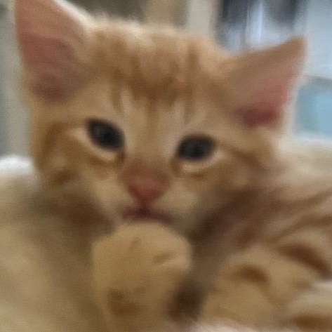 Kashi, an adopted Domestic Medium Hair in Eureka, CA image 6/6