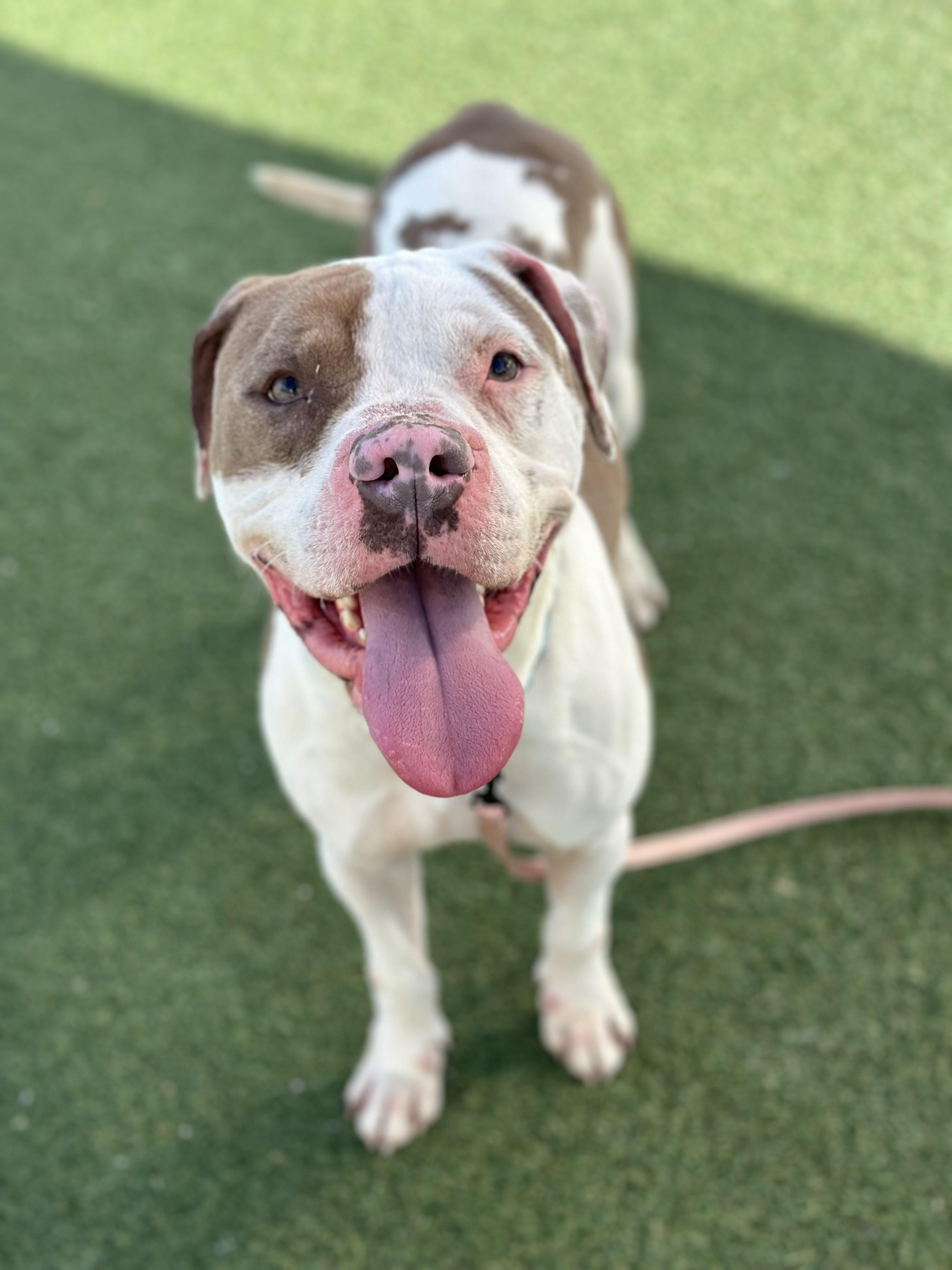 Don Juan, a Adoptable mixed breed in Cleveland, OH image 5/6