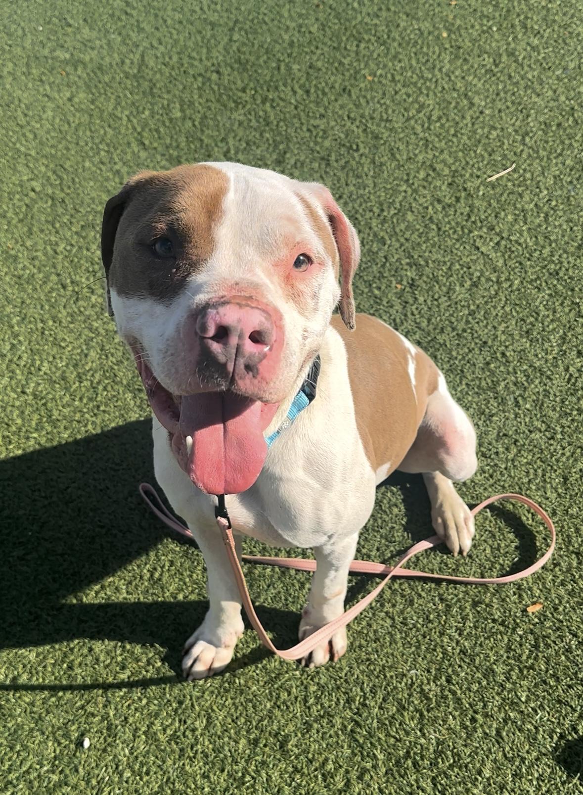 Don Juan, Adoptable, Adult Male Pit Bull Terrier.