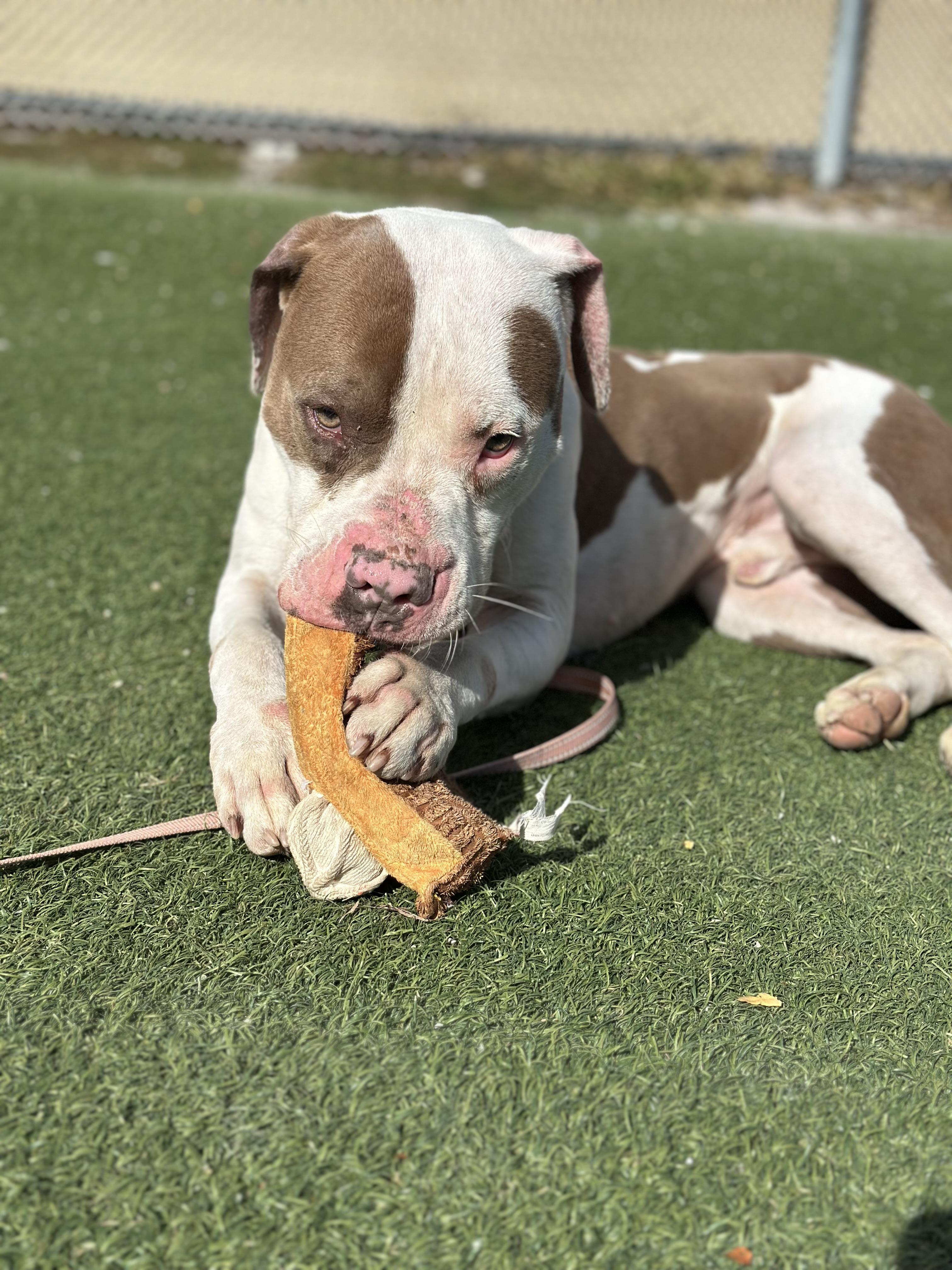 Don Juan, a Adoptable mixed breed in Cleveland, OH image 6/6