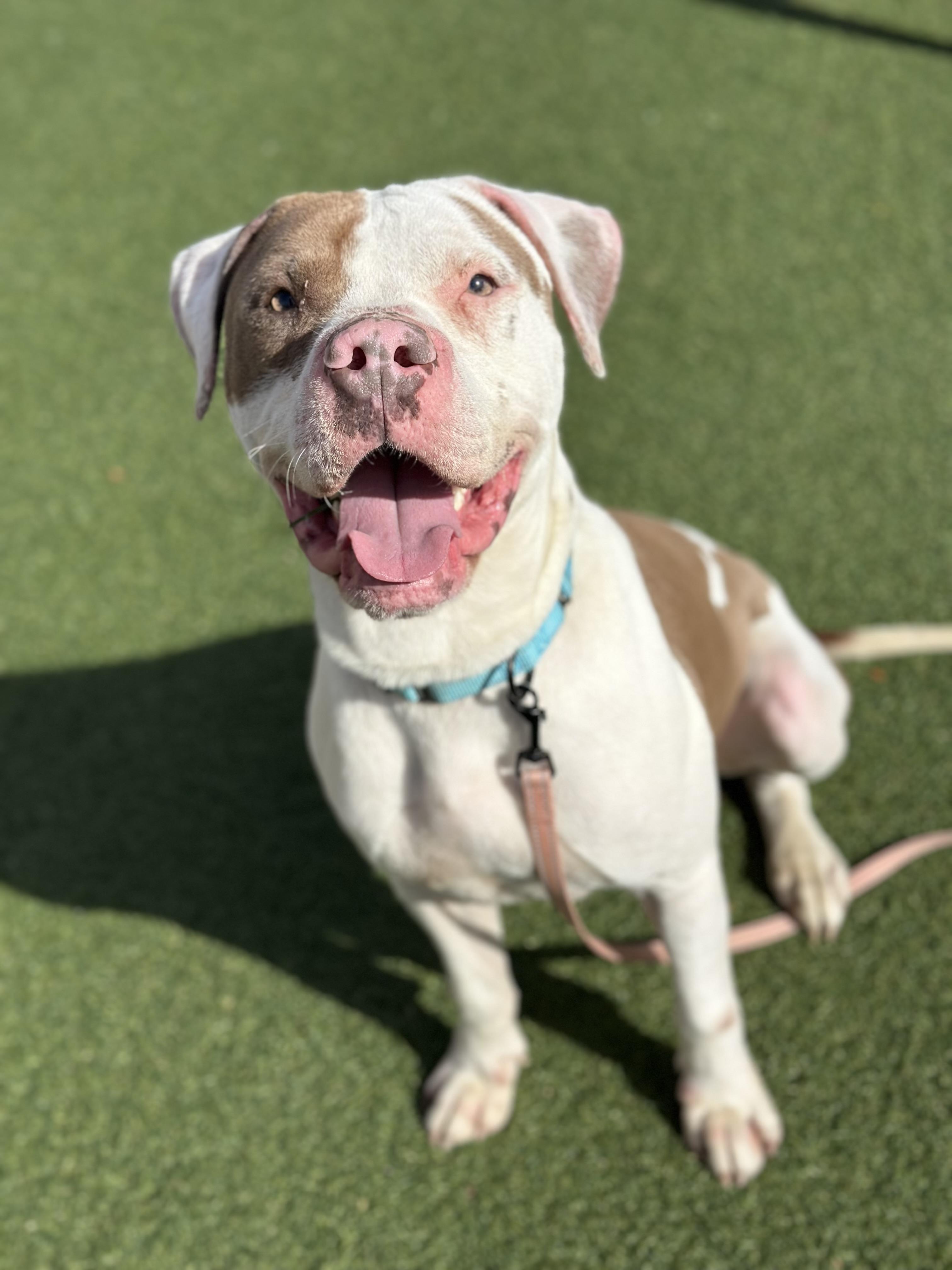 Don Juan, a Adoptable mixed breed in Cleveland, OH image 1/6