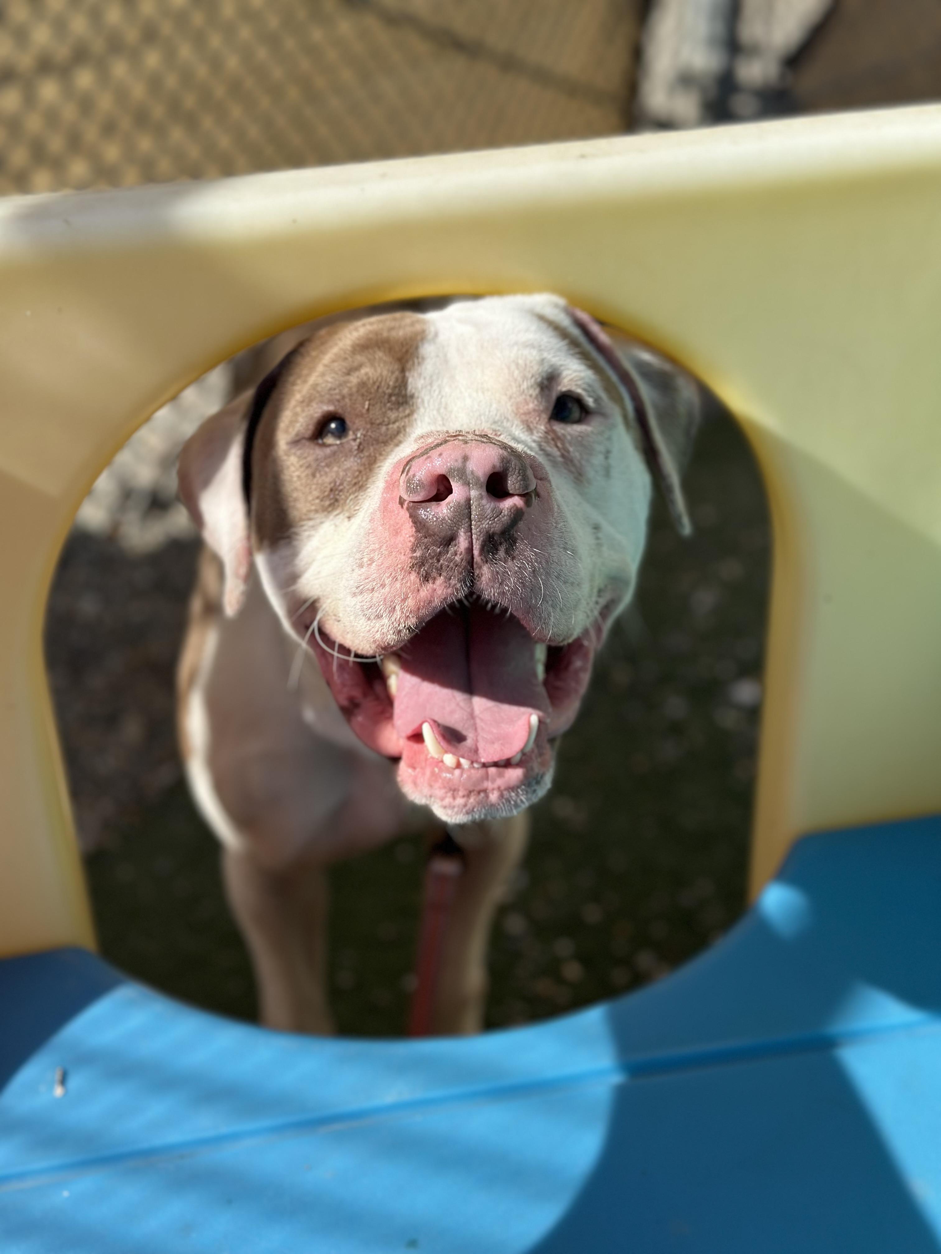 Don Juan, a Adoptable mixed breed in Cleveland, OH image 4/6
