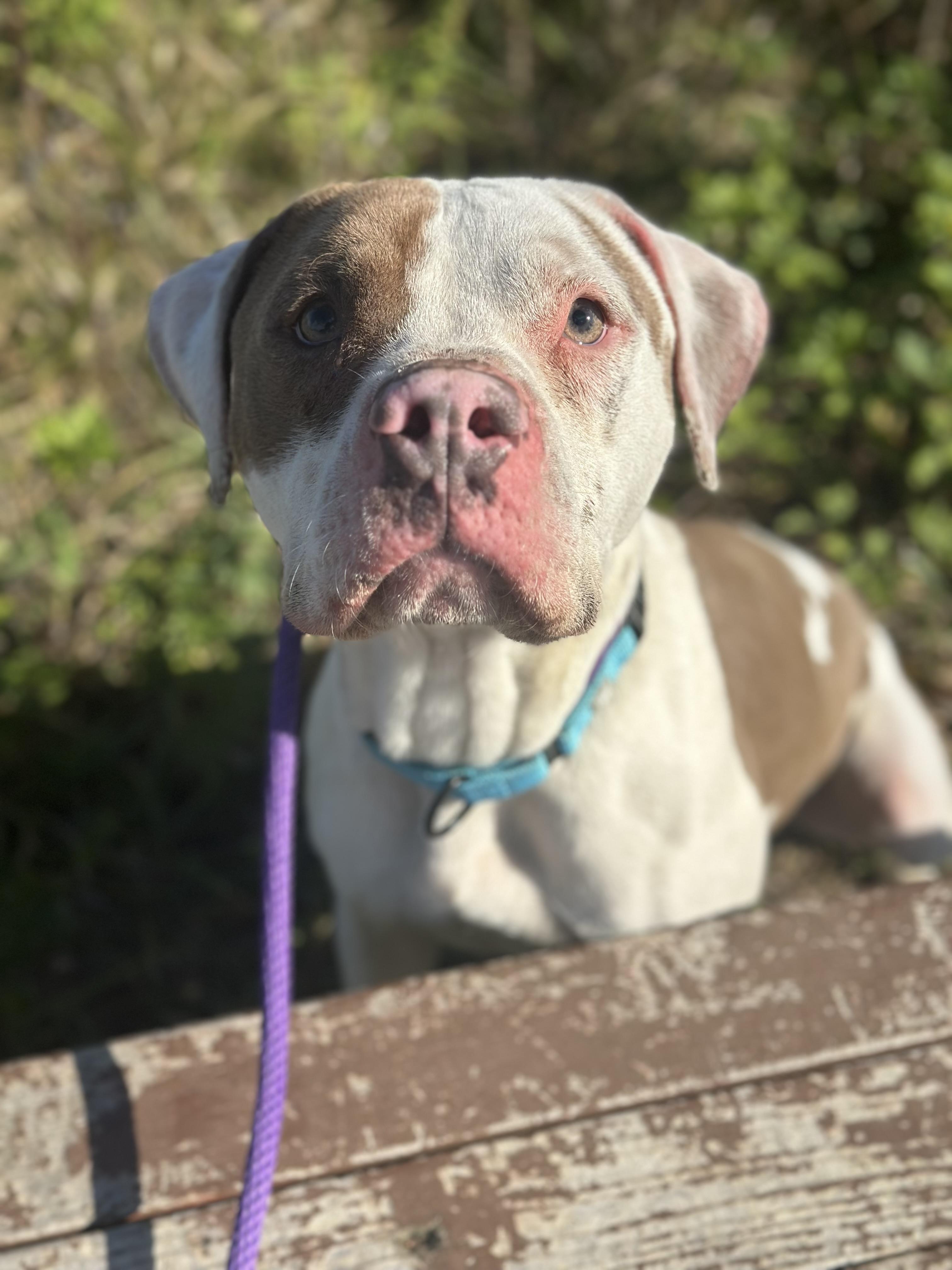 Don Juan, a Adoptable mixed breed in Cleveland, OH image 3/6