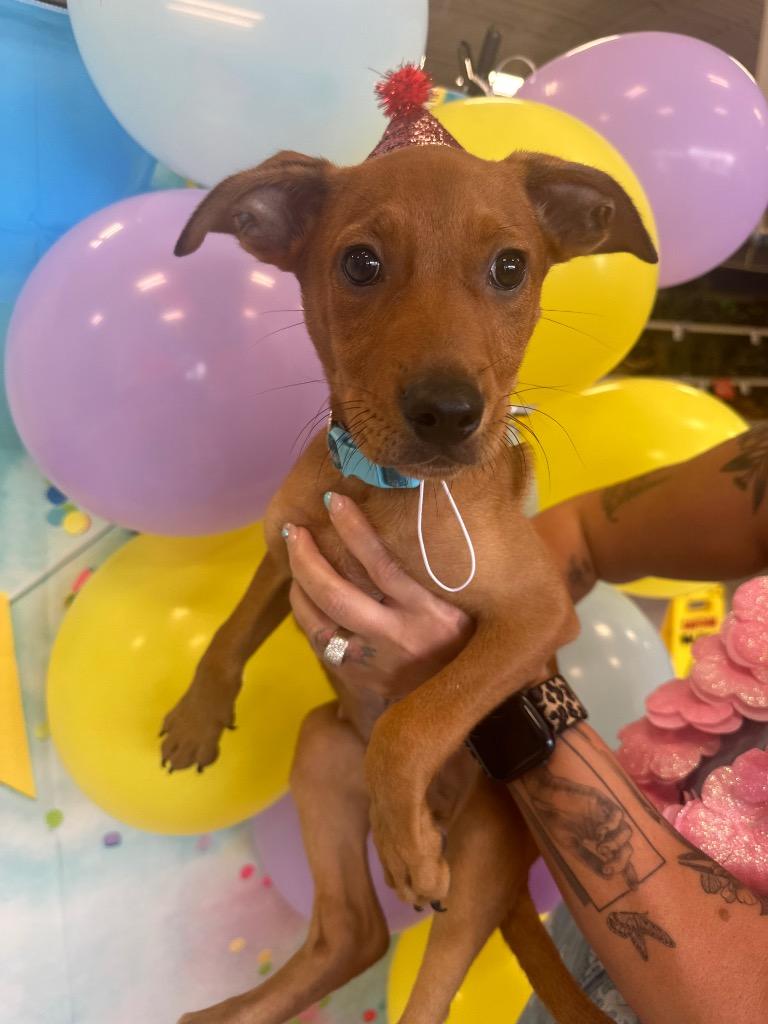 Kale, Adoptable, Young Male Australian Shepherd.