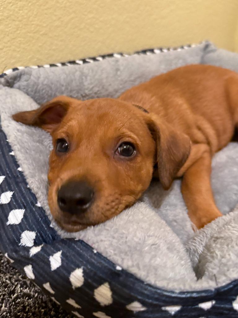 Kale, Adoptable, Young Male Australian Shepherd.