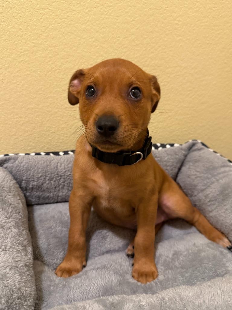 Kale, a Adoptable mixed breed in Mustang, OK image 3/3