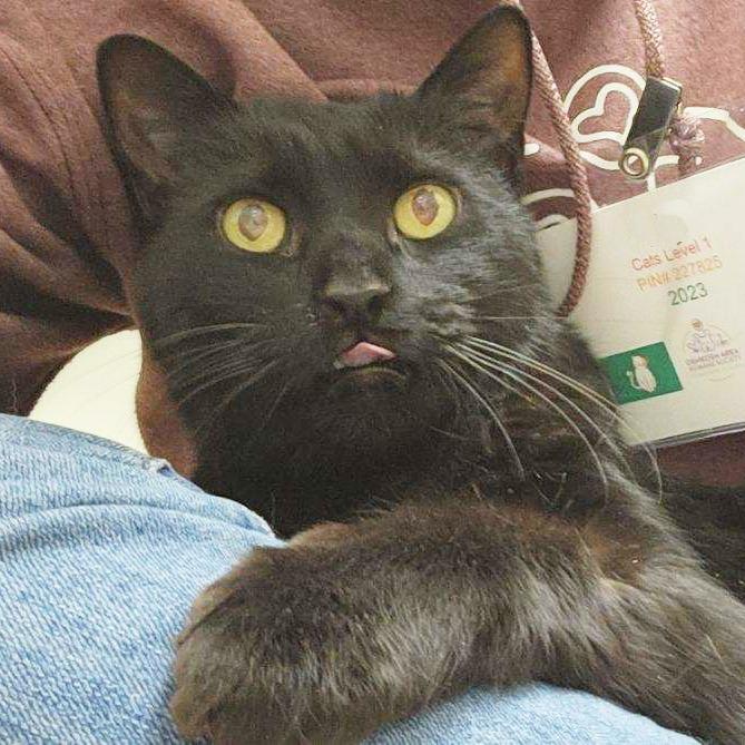 Enlarge Arthur - Looking for someone to nap with, a ADOPTABLE Domestic Short Hair in Oshkosh, WI image 3/4