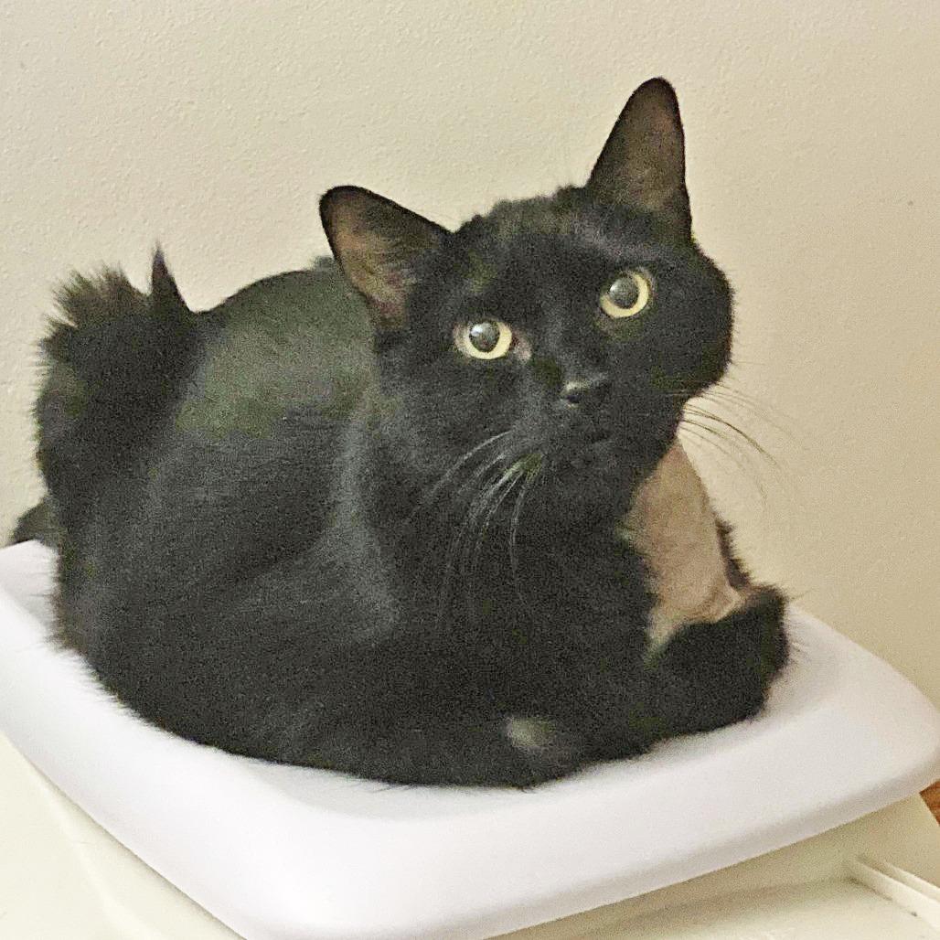 Enlarge Arthur - Looking for someone to nap with, a ADOPTABLE Domestic Short Hair in Oshkosh, WI image 1/4