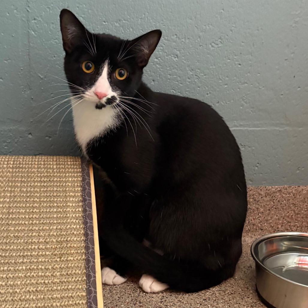 Enlarge Fergie, a Adoptable Domestic Short Hair in Sarasota, FL image 1/1