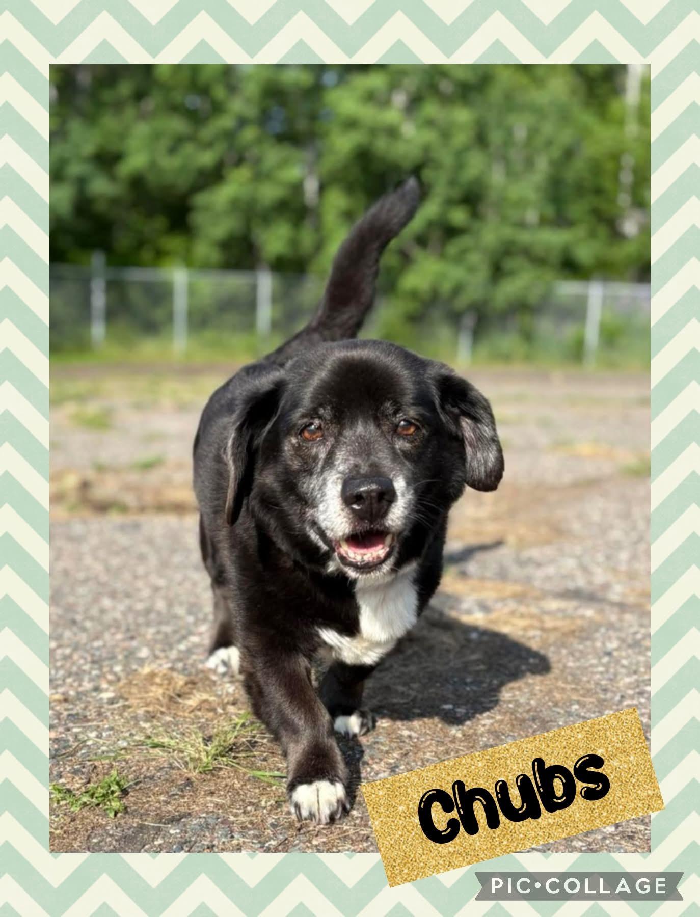 Chubs, an adoptable Mixed Breed in Iron River, MI, 49935 | Photo Image 1