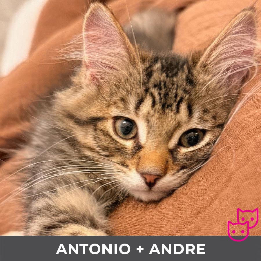 Antonio (bonded with Andre)