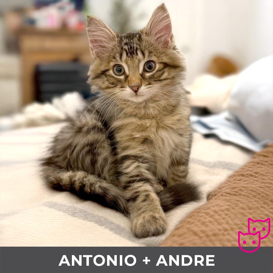 Antonio (bonded with Andre)
