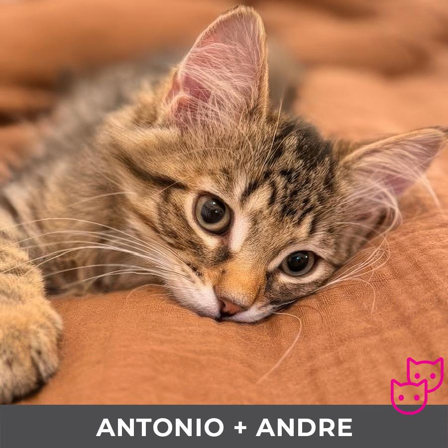 Antonio (bonded with Andre)