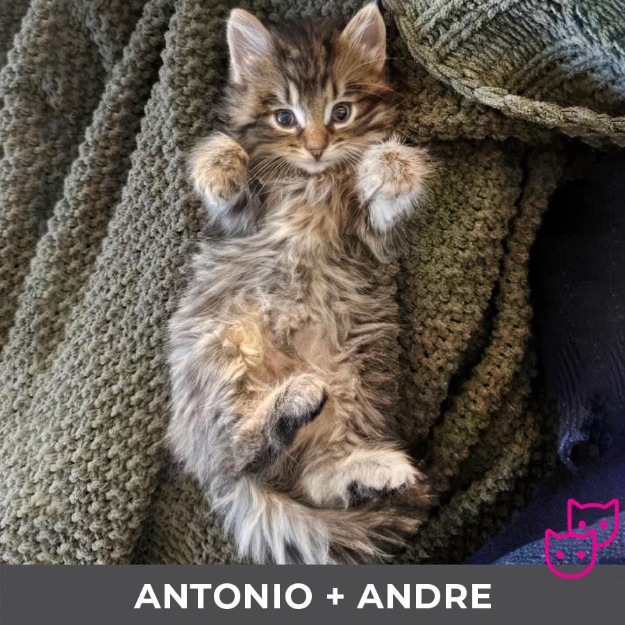 Antonio (bonded with Andre)