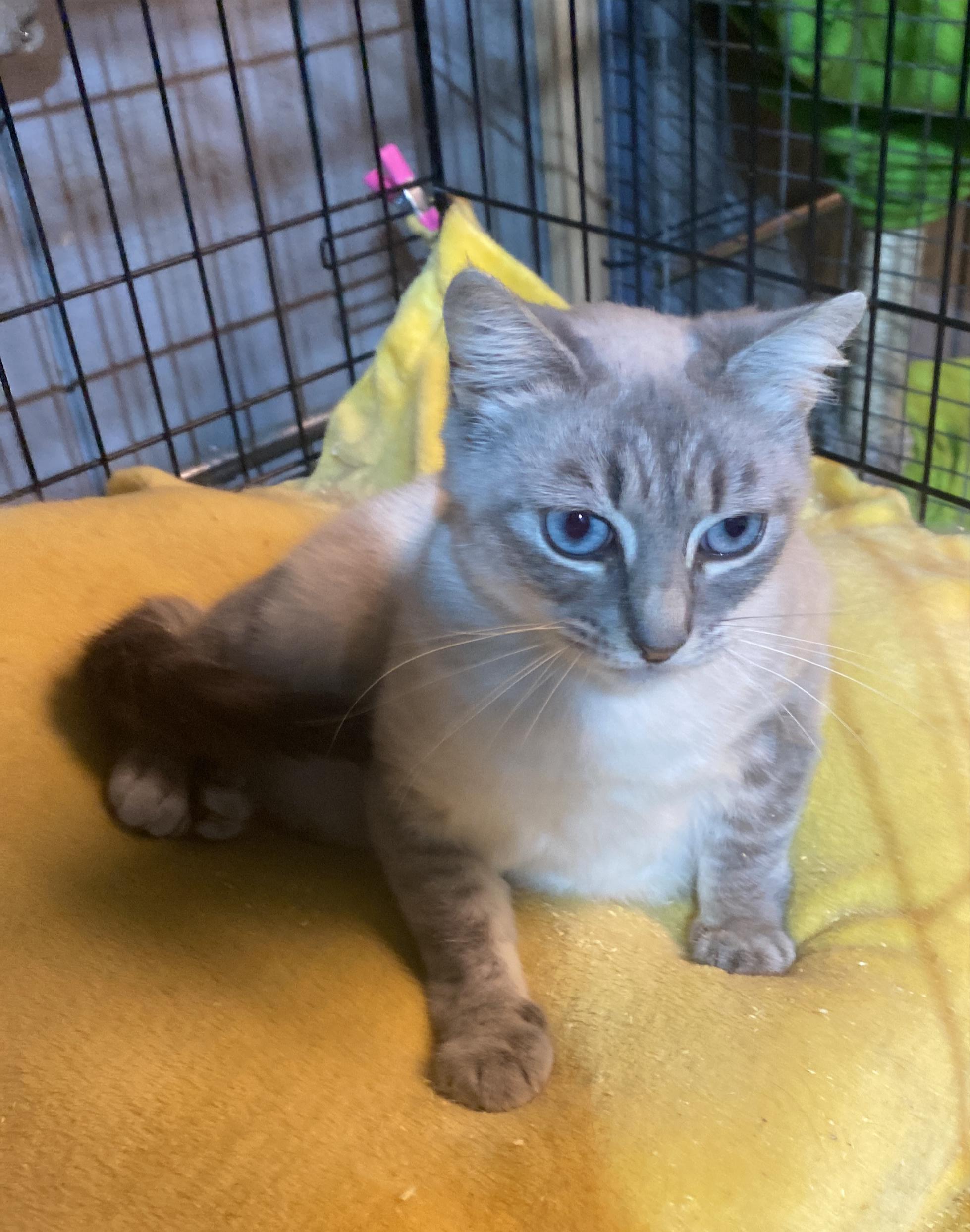 Saffy, ADOPTABLE, Young Female Siamese.